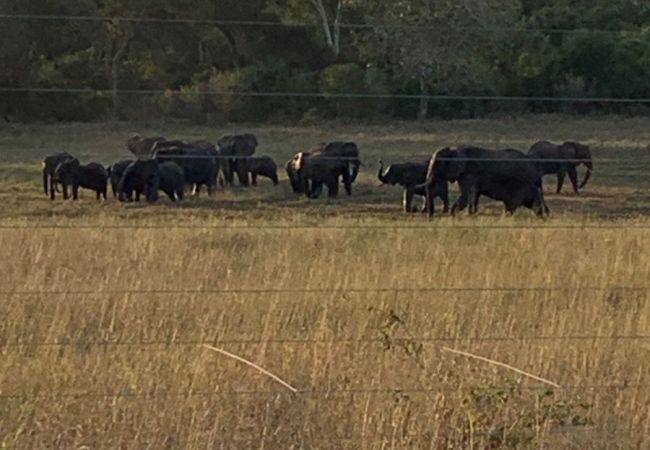 Slony pri napájadle, les Arabuko Sokoke pri pobreží Indického oceánu