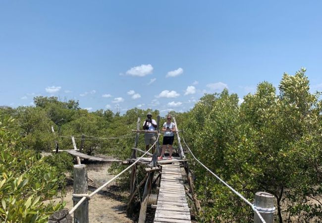 Vysuté mosty, mangrovníky po odlive